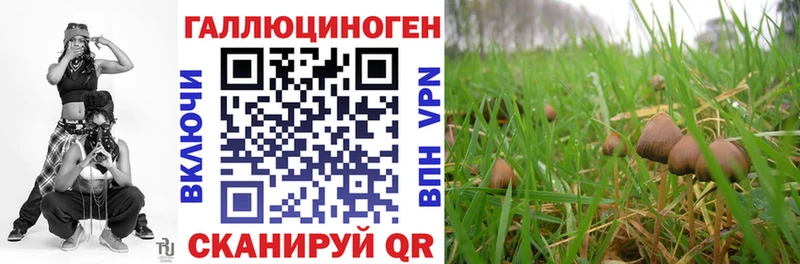 магазин    Райчихинск  Псилоцибиновые грибы GOLDEN TEACHER 